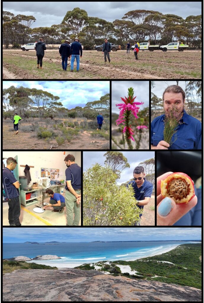 Left to right from top: Assessing the seeding from earlier in the year; Trevor and Michael surveying remnant vegetation; the striking Spiked Eremophila (Eremophila calorhabdos); Michael with Bale-hook Eremophila (Eremophila dicroantha); Simone demonstrates a seed cleaning technique to Lachlan and Sean; Lachlan picking quandong (Santalum acuminatum) fruits; Haylee’s first taste of Quandong; gorgeous views of the Esperance Bay from Wylie Bay Rock