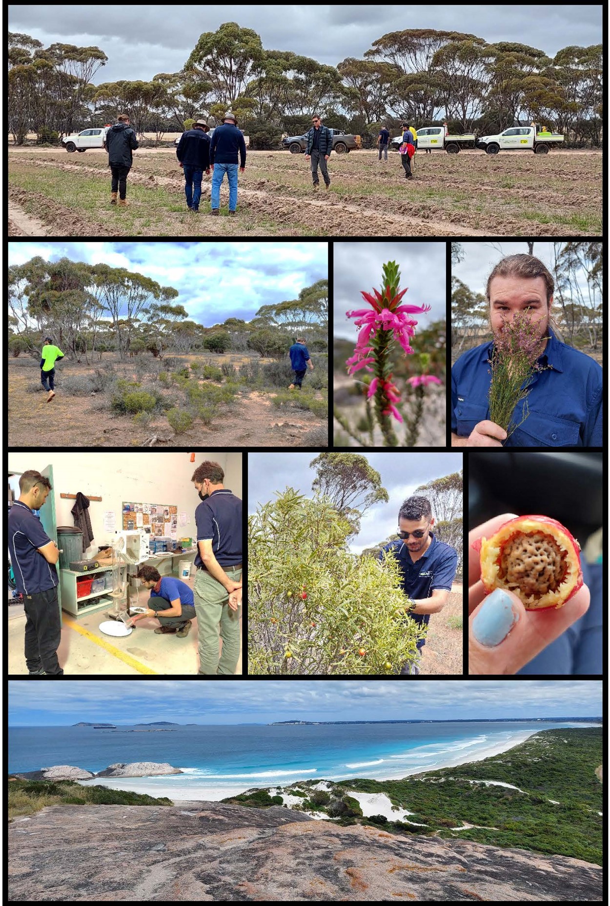 Left to right from top: Assessing the seeding from earlier in the year; Trevor and Michael surveying remnant vegetation; the striking Spiked Eremophila (Eremophila calorhabdos); Michael with Bale-hook Eremophila (Eremophila dicroantha); Simone demonstrates a seed cleaning technique to Lachlan and Sean; Lachlan picking quandong (Santalum acuminatum) fruits; Haylee’s first taste of Quandong; gorgeous views of the Esperance Bay from Wylie Bay Rock